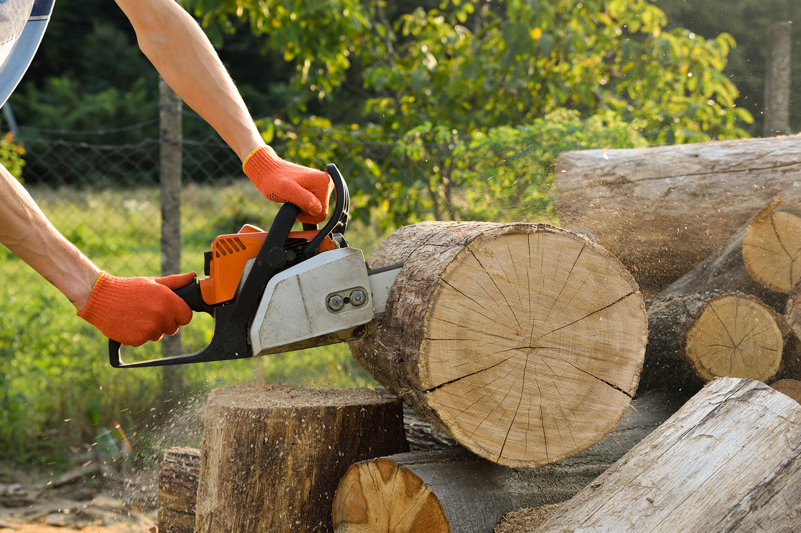 Osoba używająca piły łańcuchowej do ścięcia drzewa. Wycinka drzew.